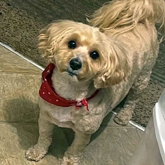 Photo of Troy