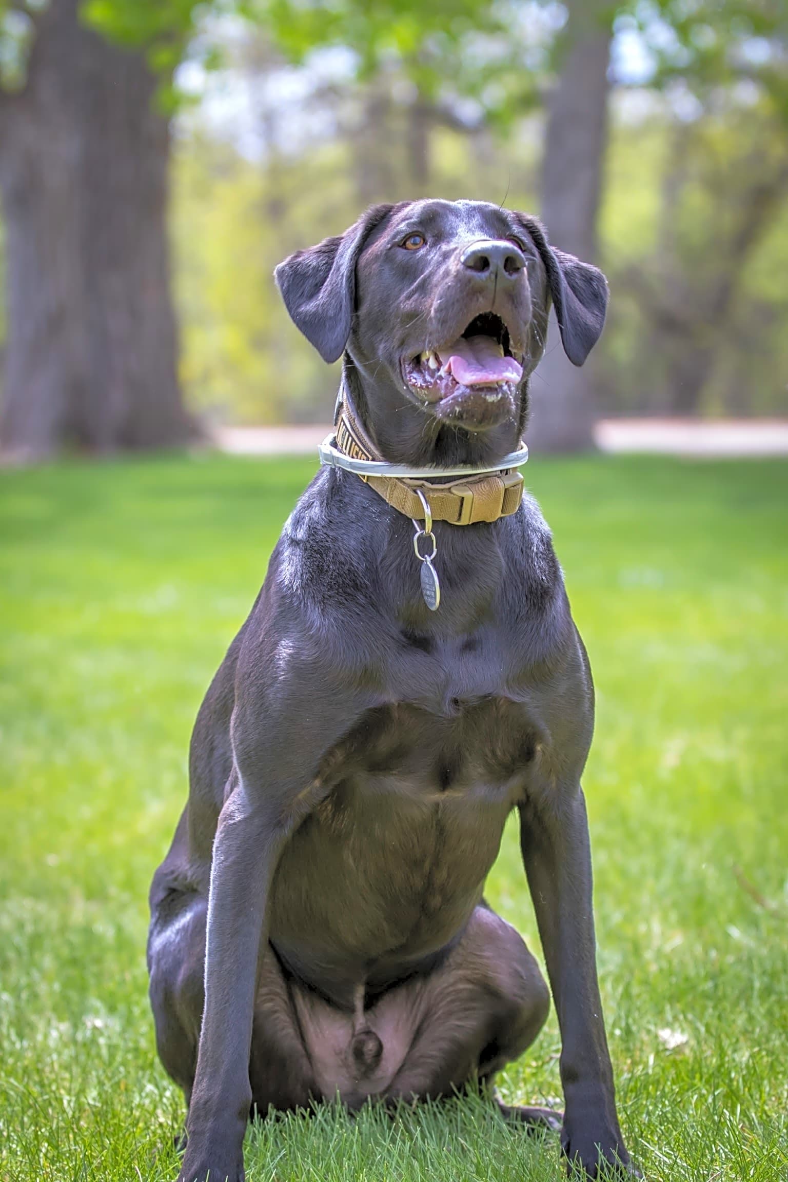 Photo of Buck
