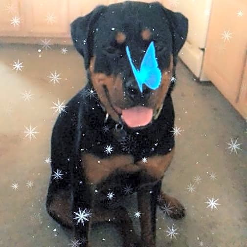Photo of Clover