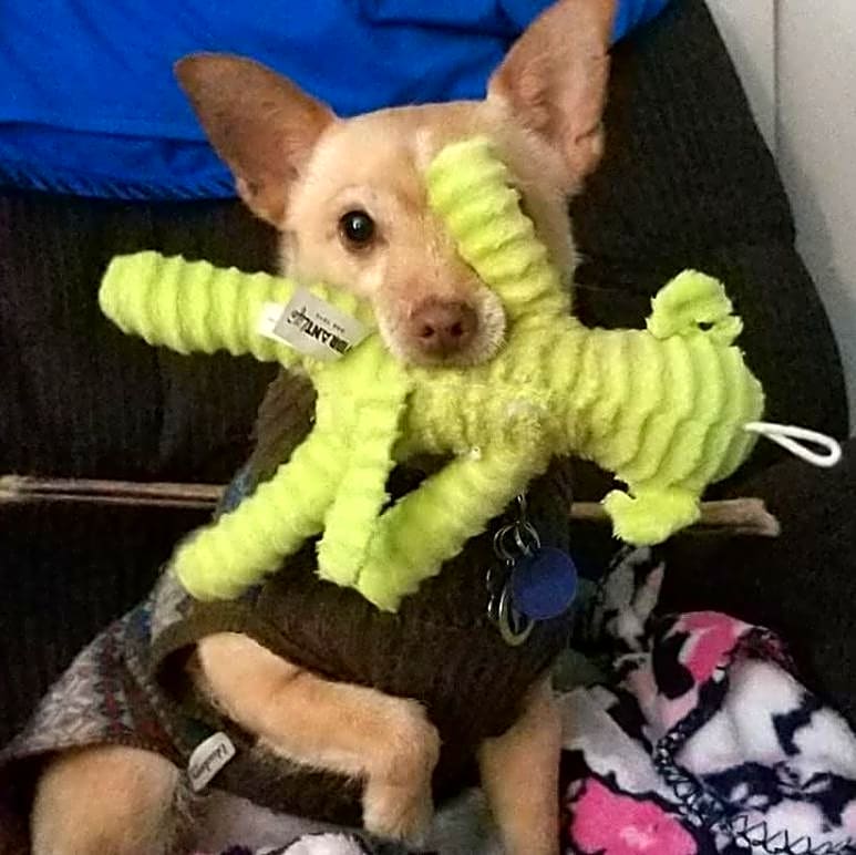 Photo of Penny