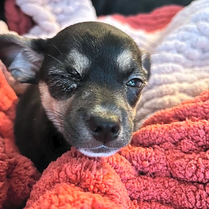 Photo of Peaches