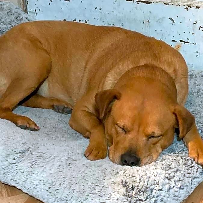 Photo of Nala