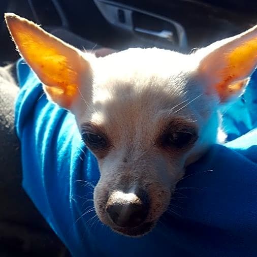 Photo of Rico