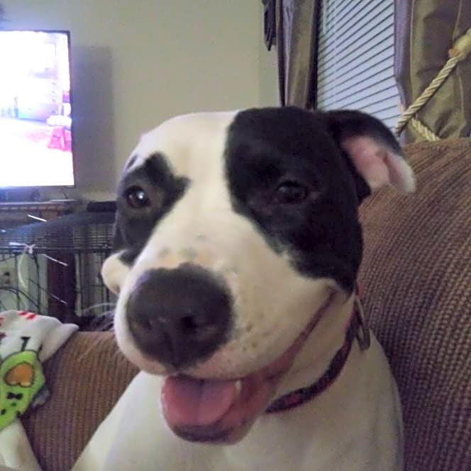 Photo of Willow