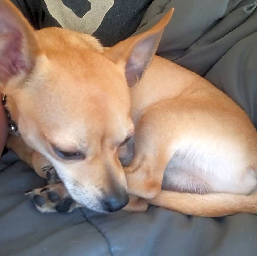 Photo of Chico