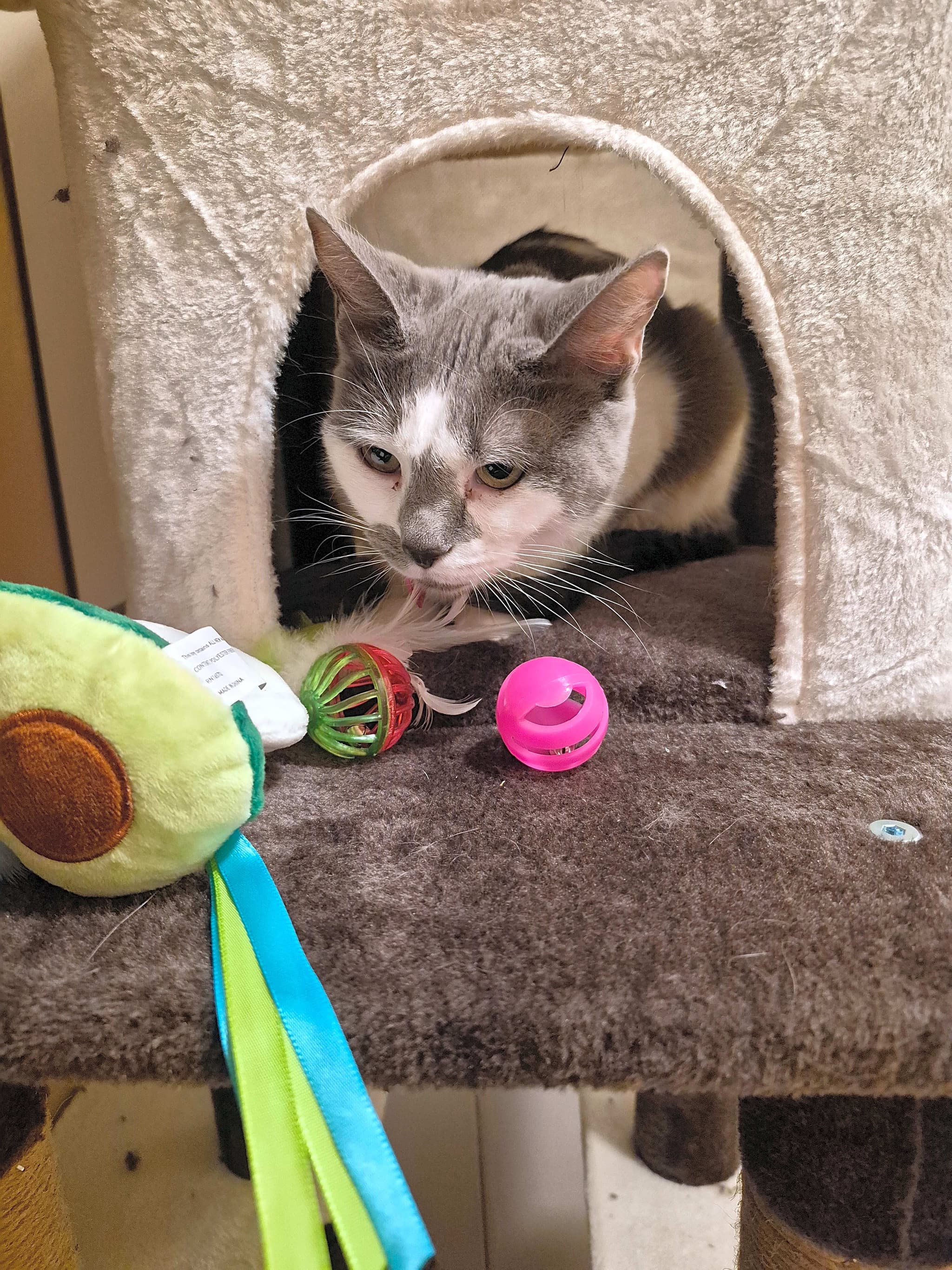 Photo of Dottie