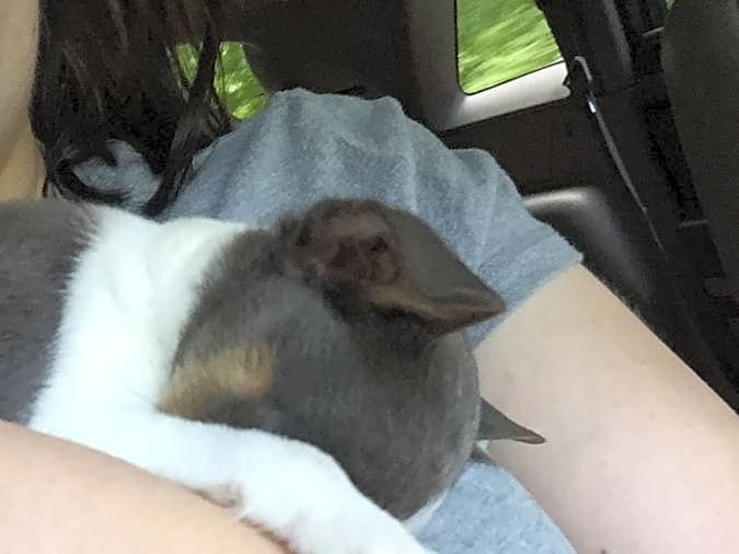 Photo of Bandit