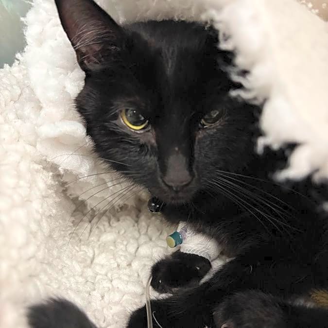Photo of Rafiki