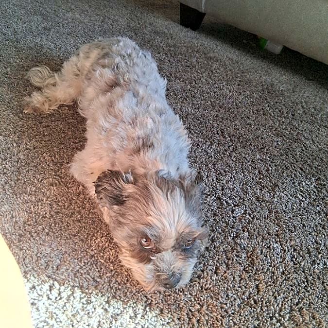 Photo of Shadow