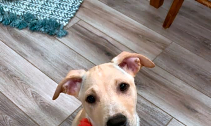 Photo of Luna