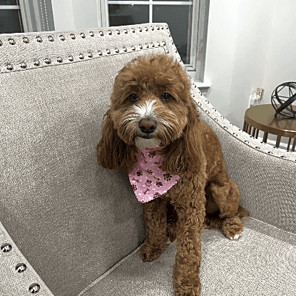 Photo of Skye
