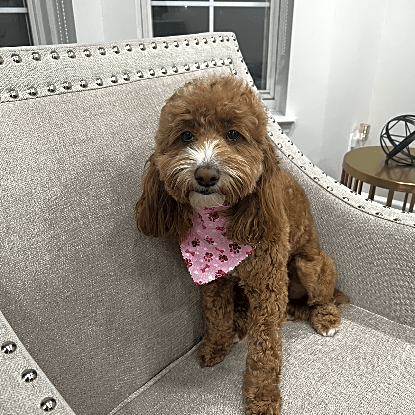 Photo of Skye