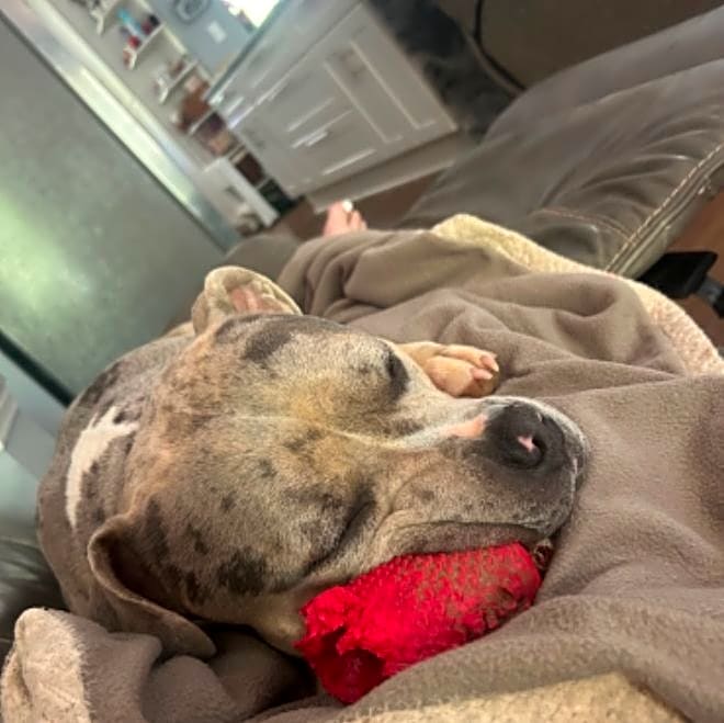 Photo of Ace