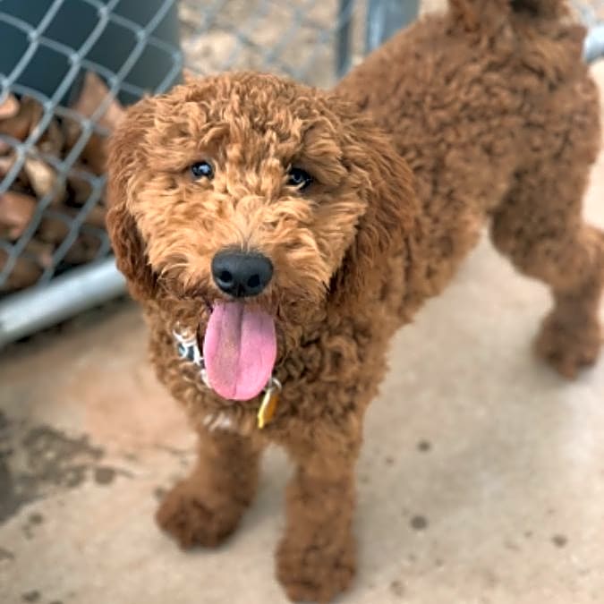 Photo of Ruby