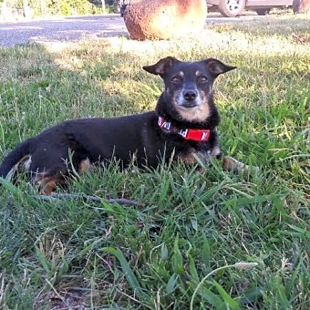 Photo of Mojo