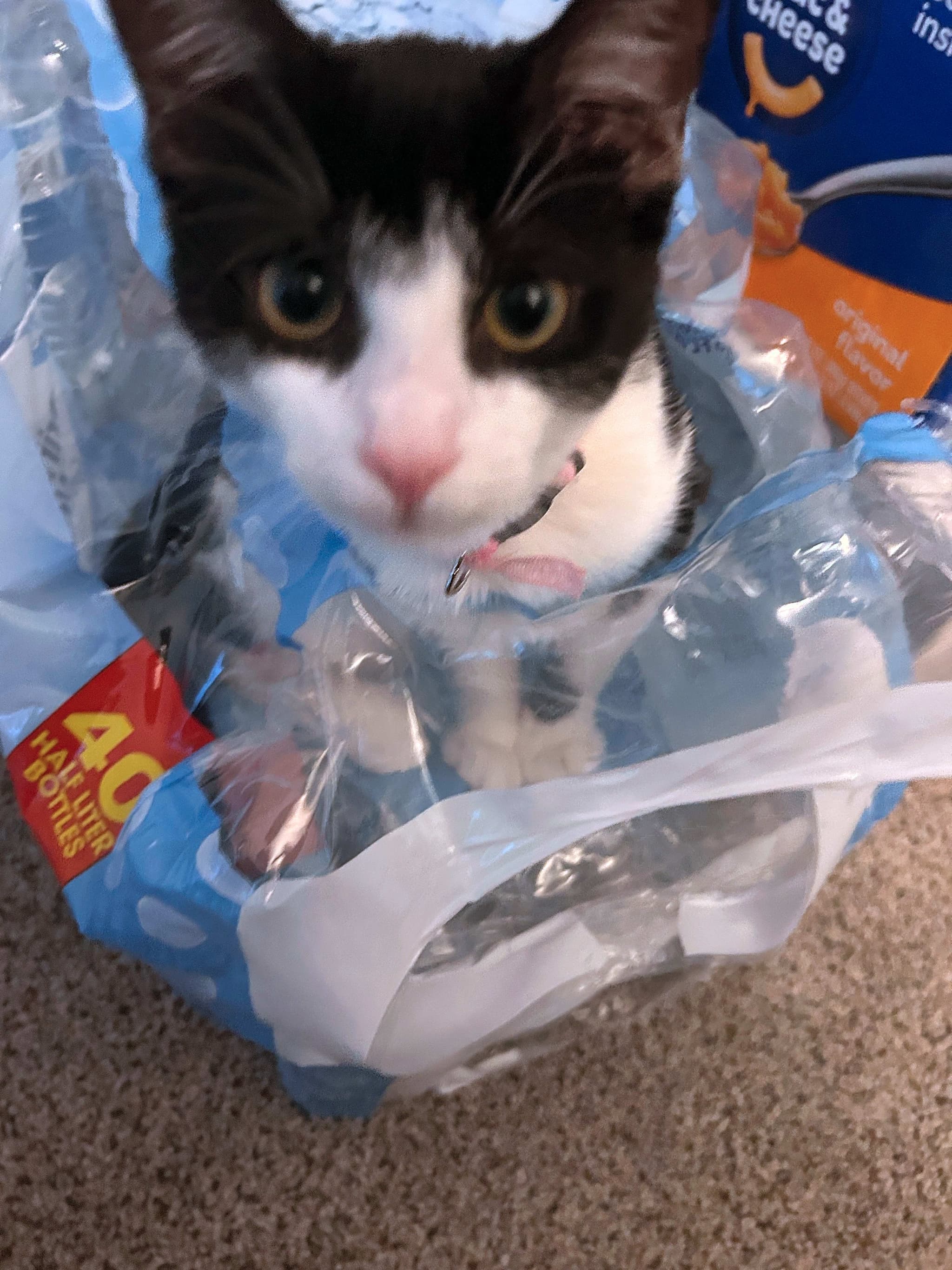 Photo of Salem