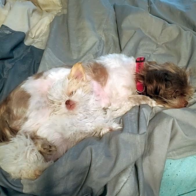 Photo of Willow