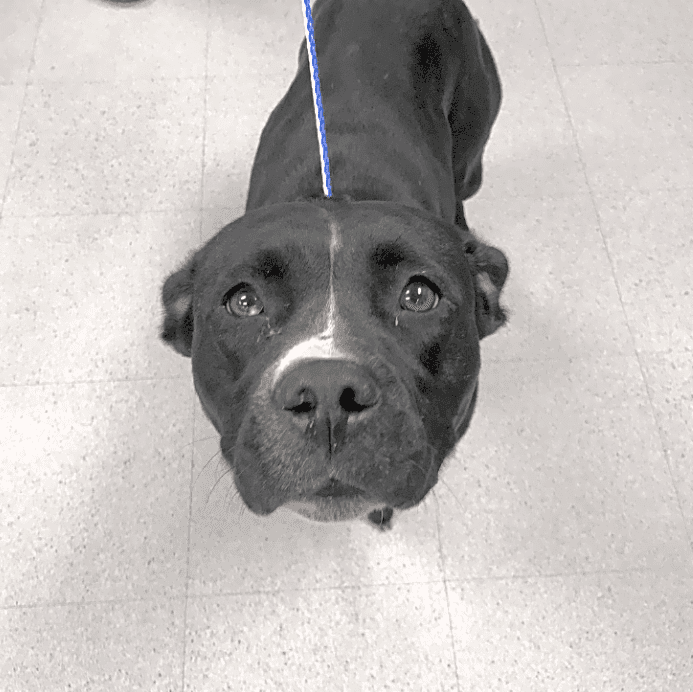Photo of Whisper