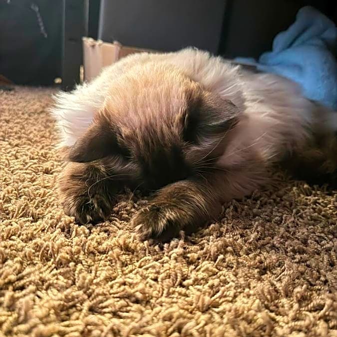 Photo of Baloo