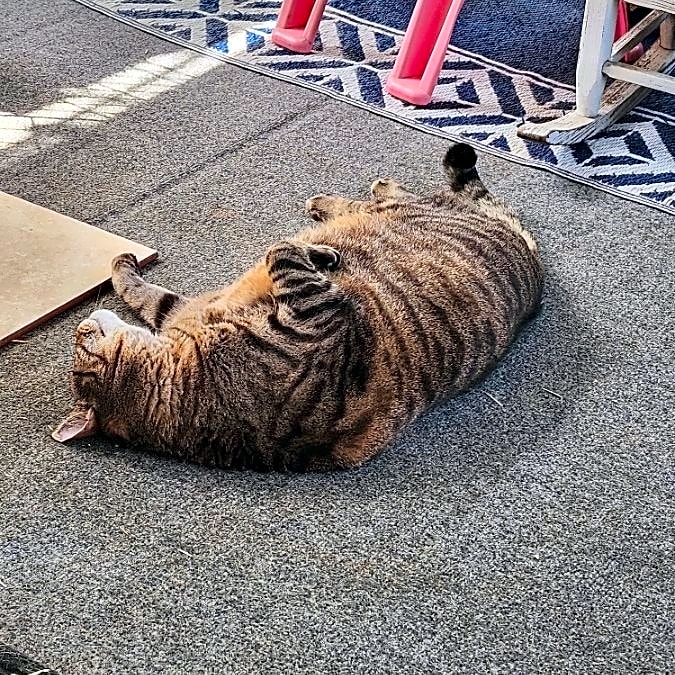 Photo of ODIE