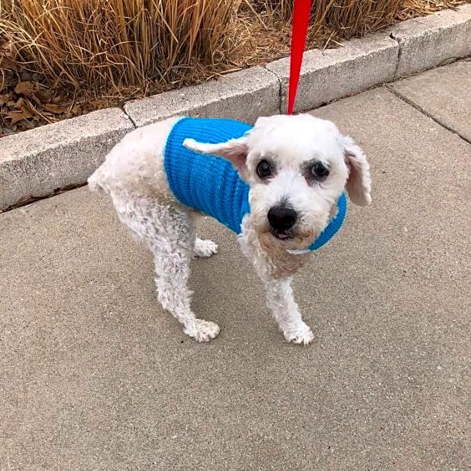 Photo of Cookie