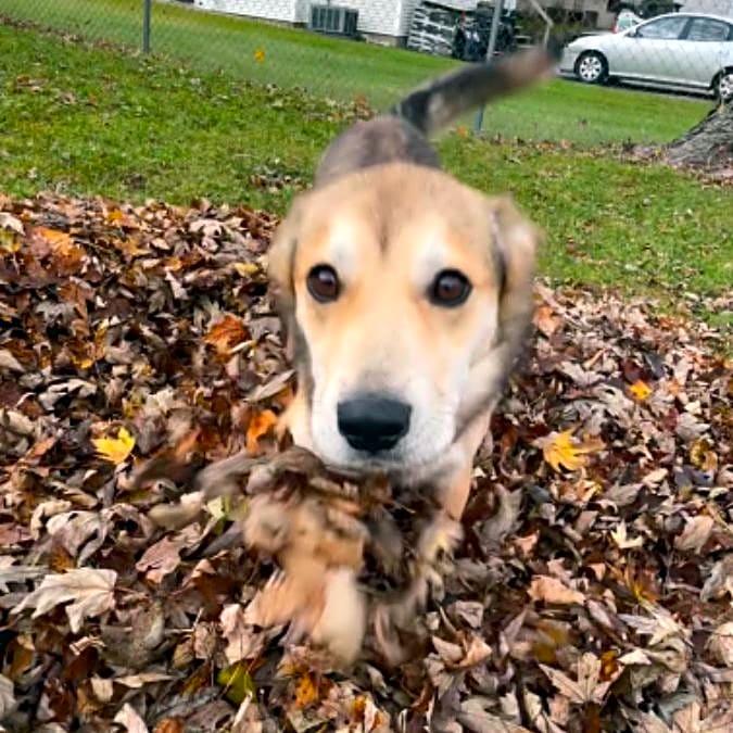 Photo of Buddy