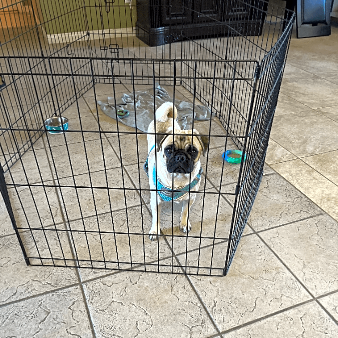 Photo of Bella