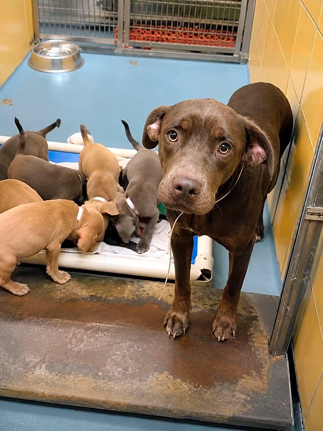 Photo of Nani + Puppies