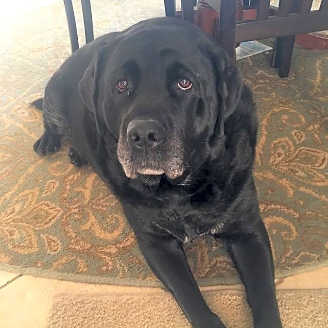 Photo of Buddy