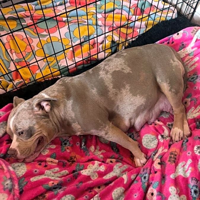 Photo of Mocha