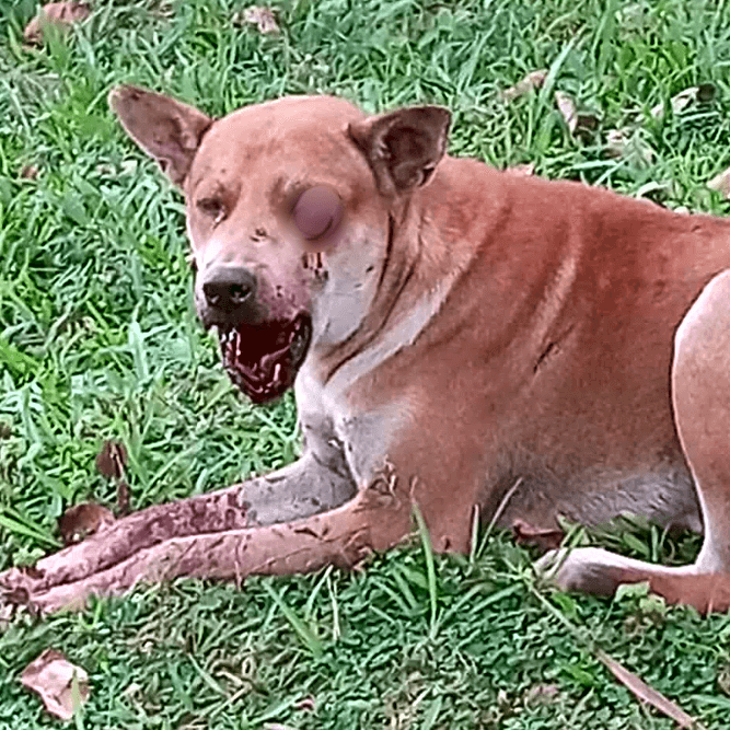 Photo of Rex