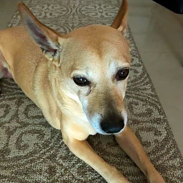 Photo of Yogi
