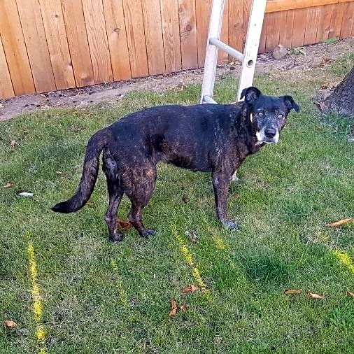 Photo of Shasta