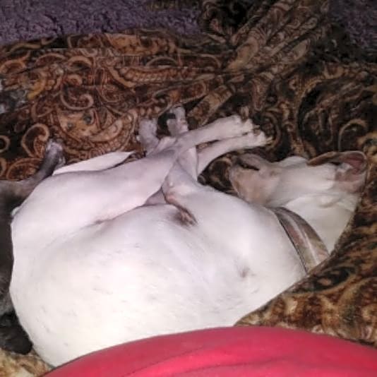 Photo of Piper