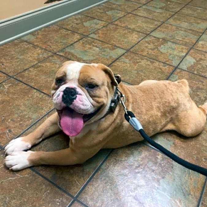 Photo of Sarge