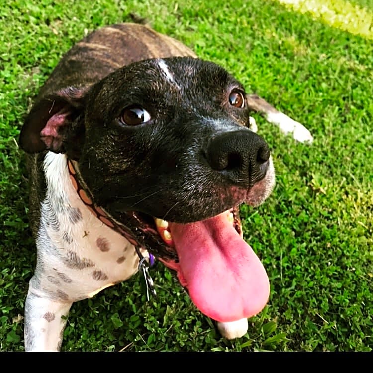 Photo of Pepper