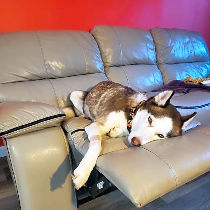 Photo of Akira