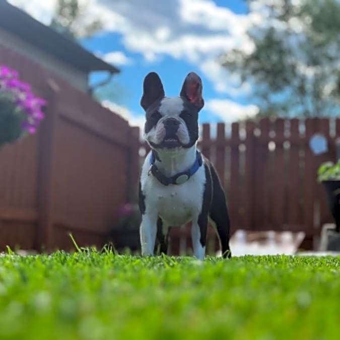 Photo of Bux