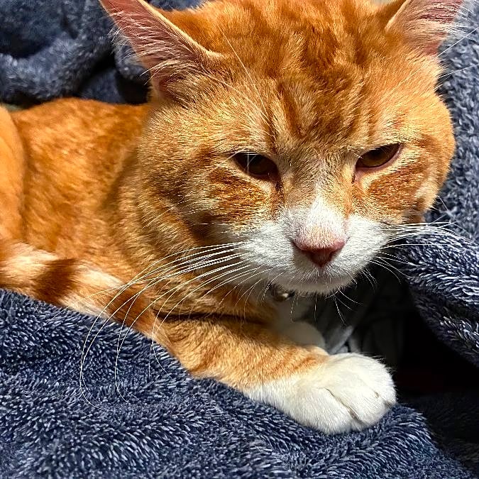 Photo of Major