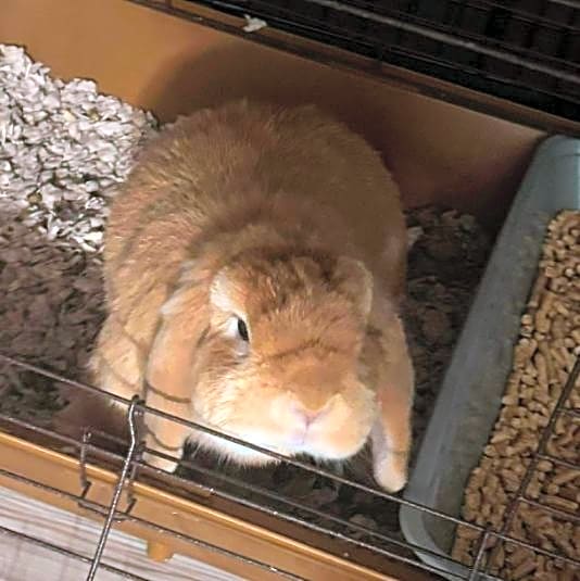 Photo of Lily