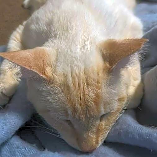 Photo of Comet