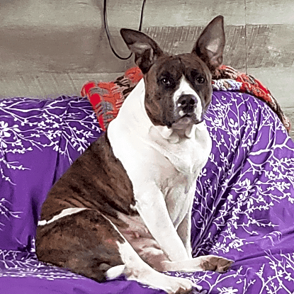 Photo of Bella