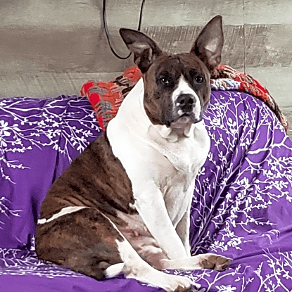 Photo of Bella