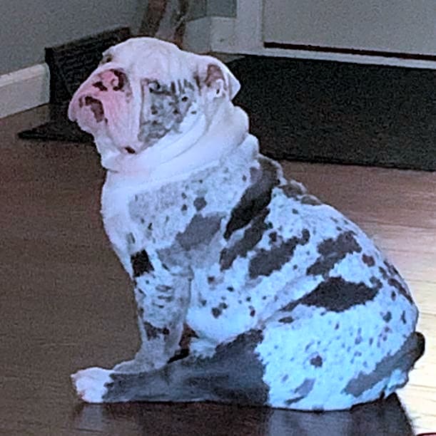Photo of Dozer