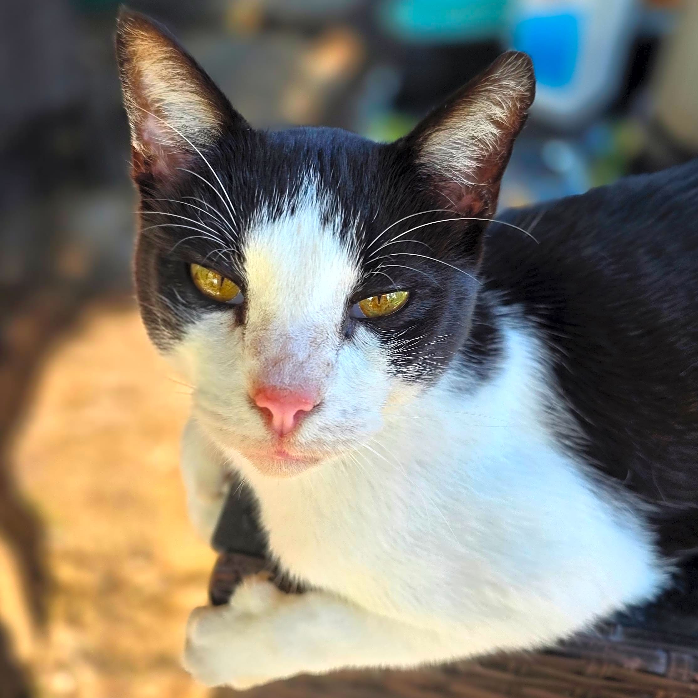 Photo of Kitty Poo