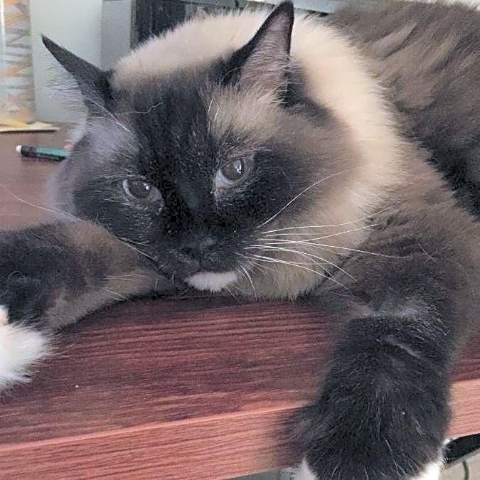 Photo of Annie