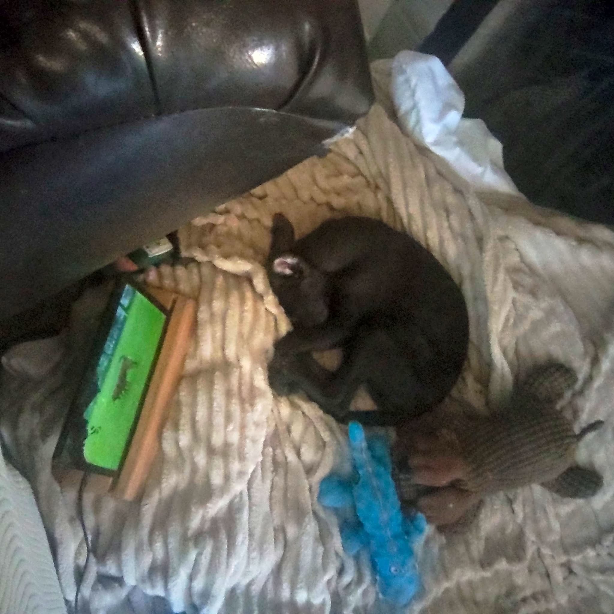 Photo of Buddy