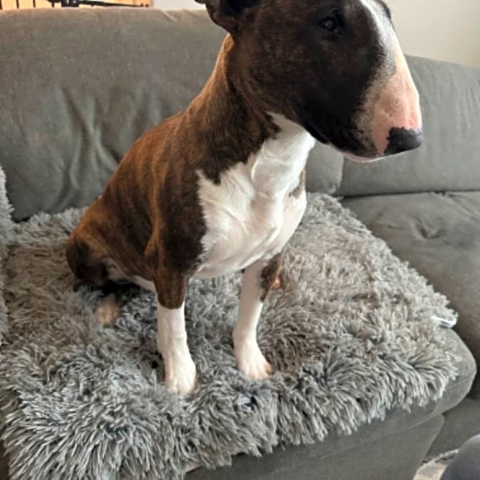 Photo of Kona