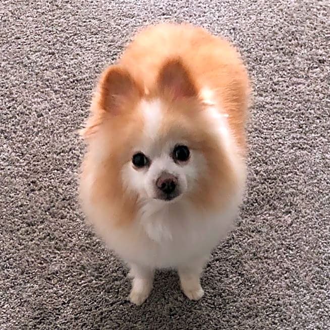 Photo of Bentley