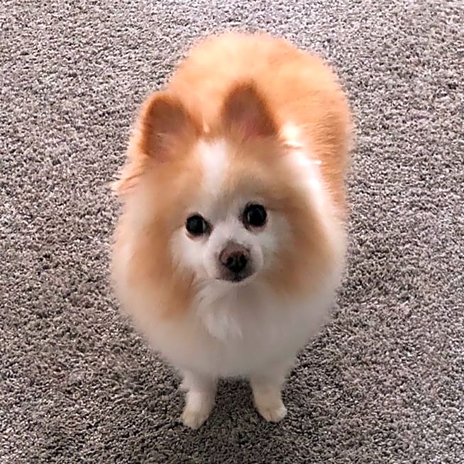 Photo of Bentley